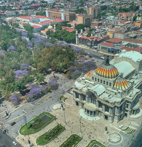 jacarandas cdmx